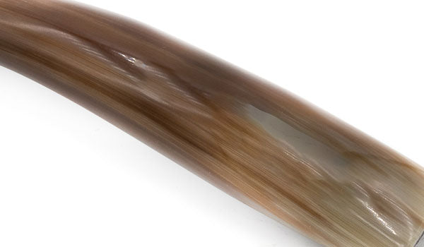 Watusi Cow Horn Bottle Opener